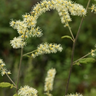 Cimicifuga foetida